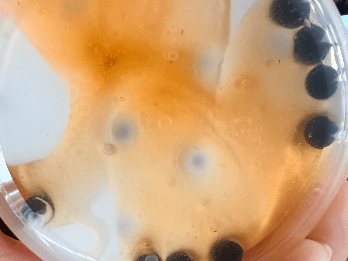 Orange Honey Milk Tea